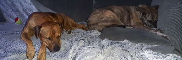 SofieQueenbee Profile Banner