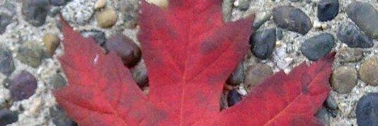 Jody Wielgosh banner