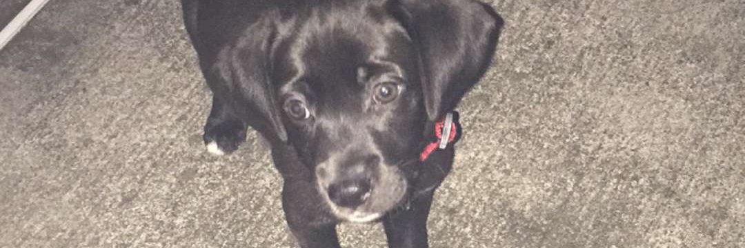 Greg Binfield banner