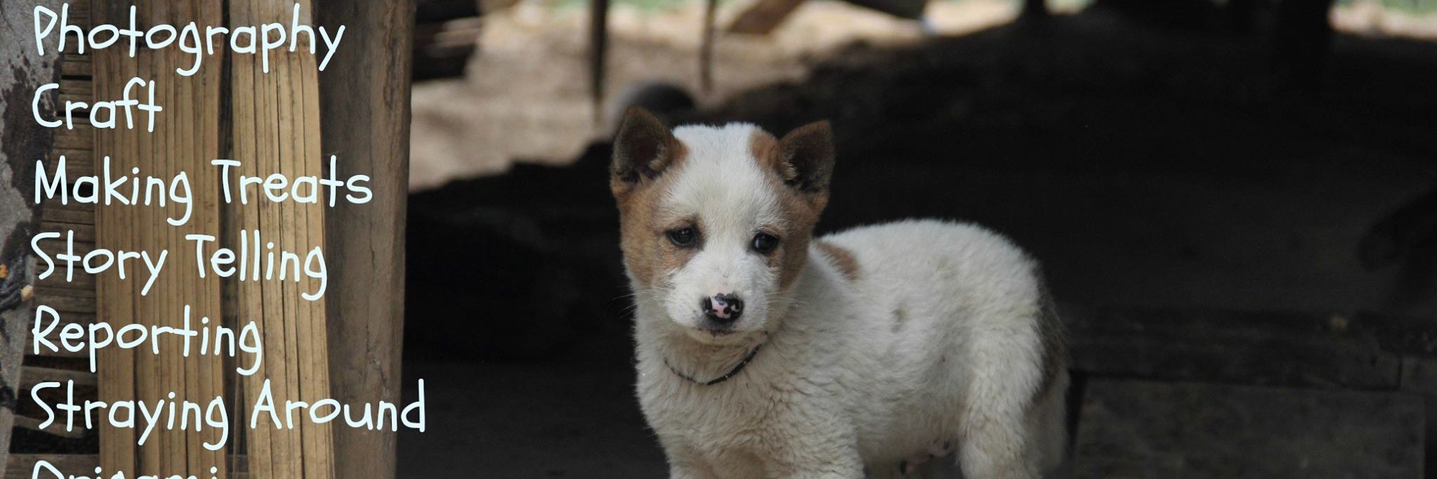 WelfareofStrayDogs banner