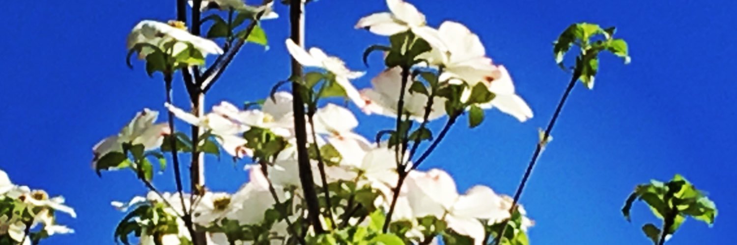 SocialSmart's profile banner image