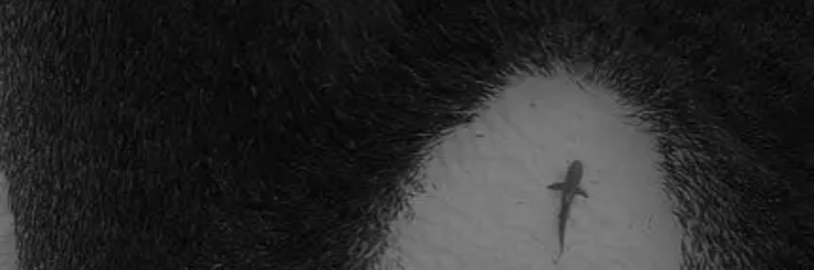 JoshStacho's profile banner image
