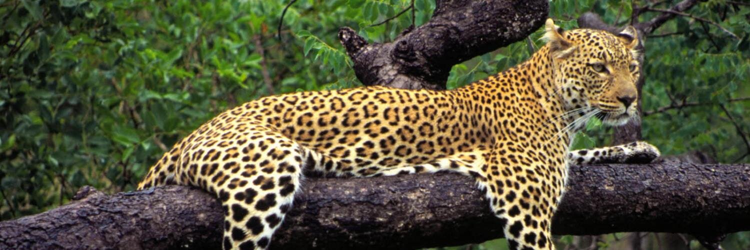 SOSA_6's profile banner image