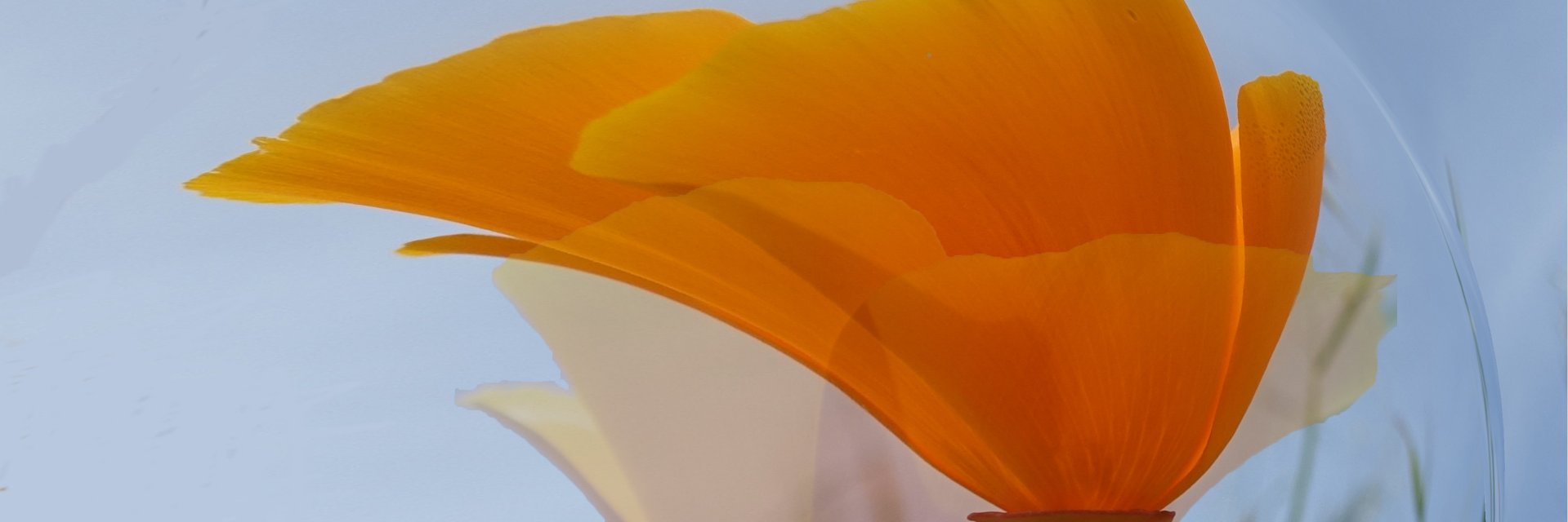 mariebienkowski's profile banner image