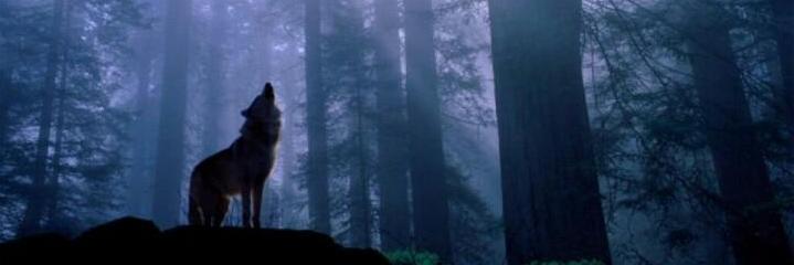 idledaylight's profile banner image
