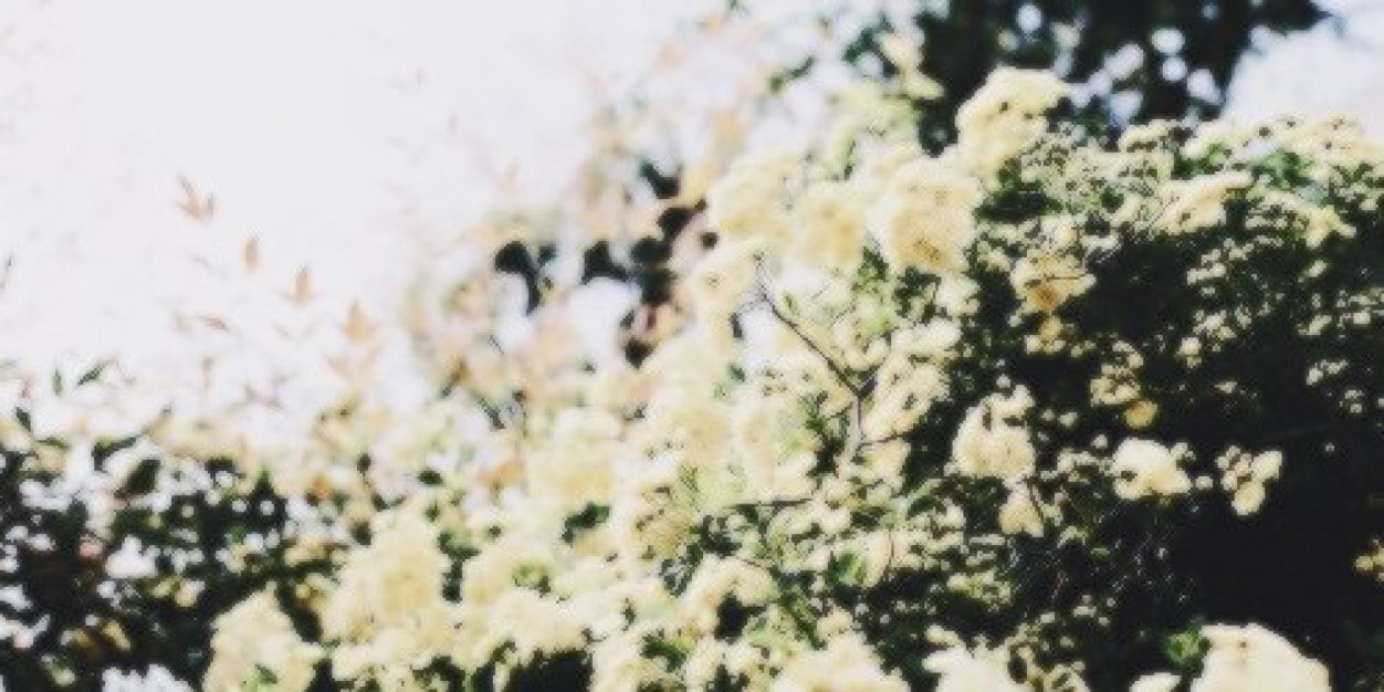xo_tea's profile banner image