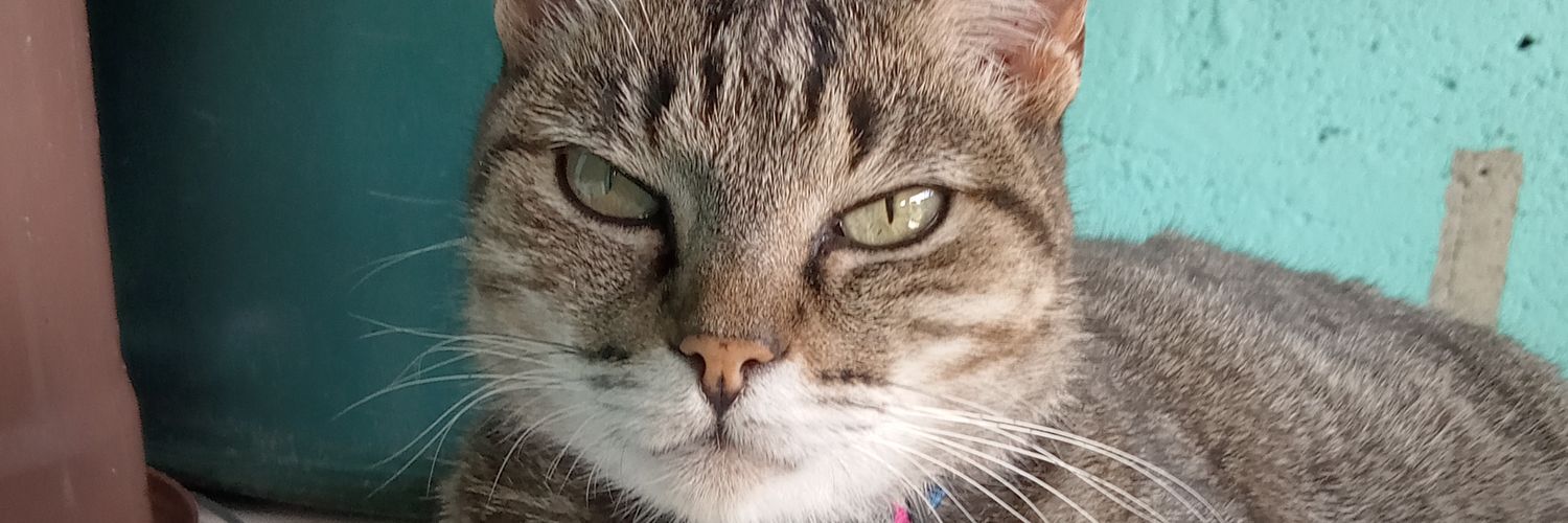 AssisChiko's profile banner image