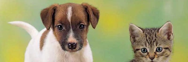 AnimalsRL0ve's profile banner image