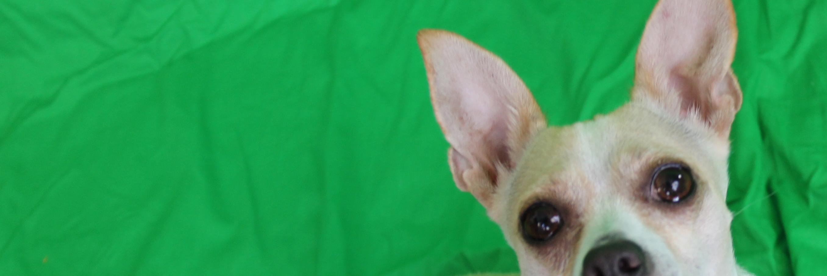 rydeman banner