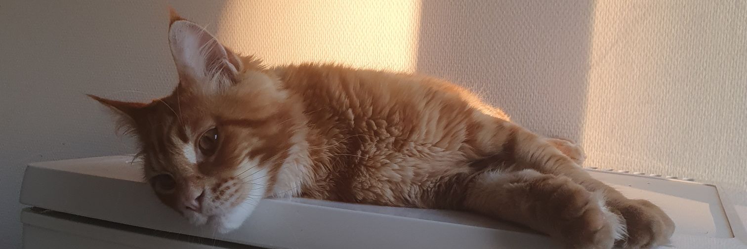 DadooFenshmirtz banner