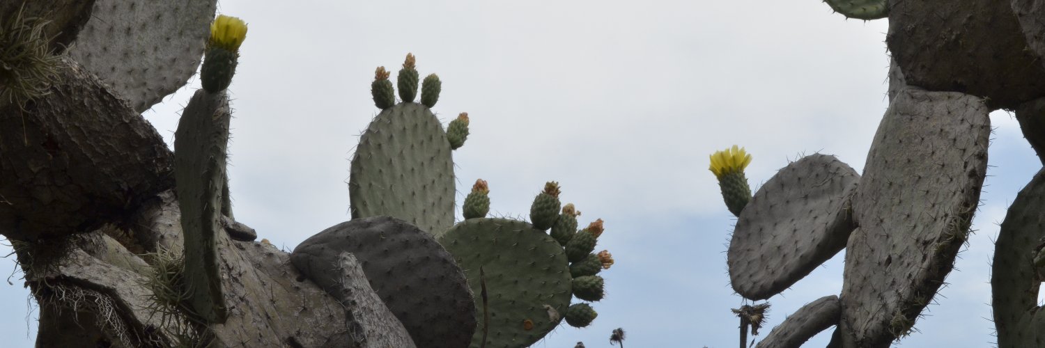 MoraStef1's profile banner image