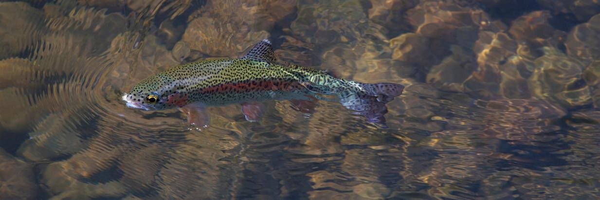 RTFlyFishing's profile banner image
