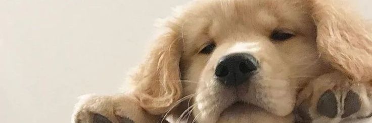 LordeLordemae's profile banner image