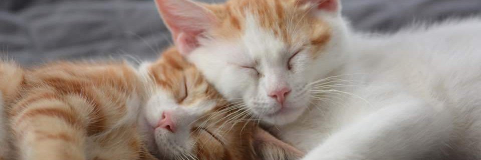 Jeanie_NJ's profile banner image