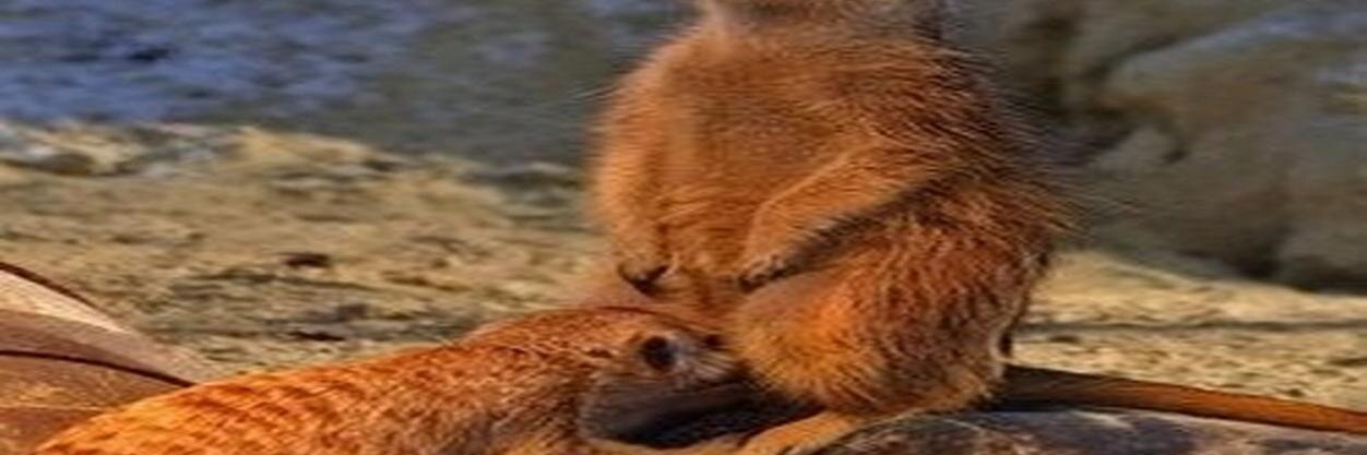 ntilolscaref's profile banner image