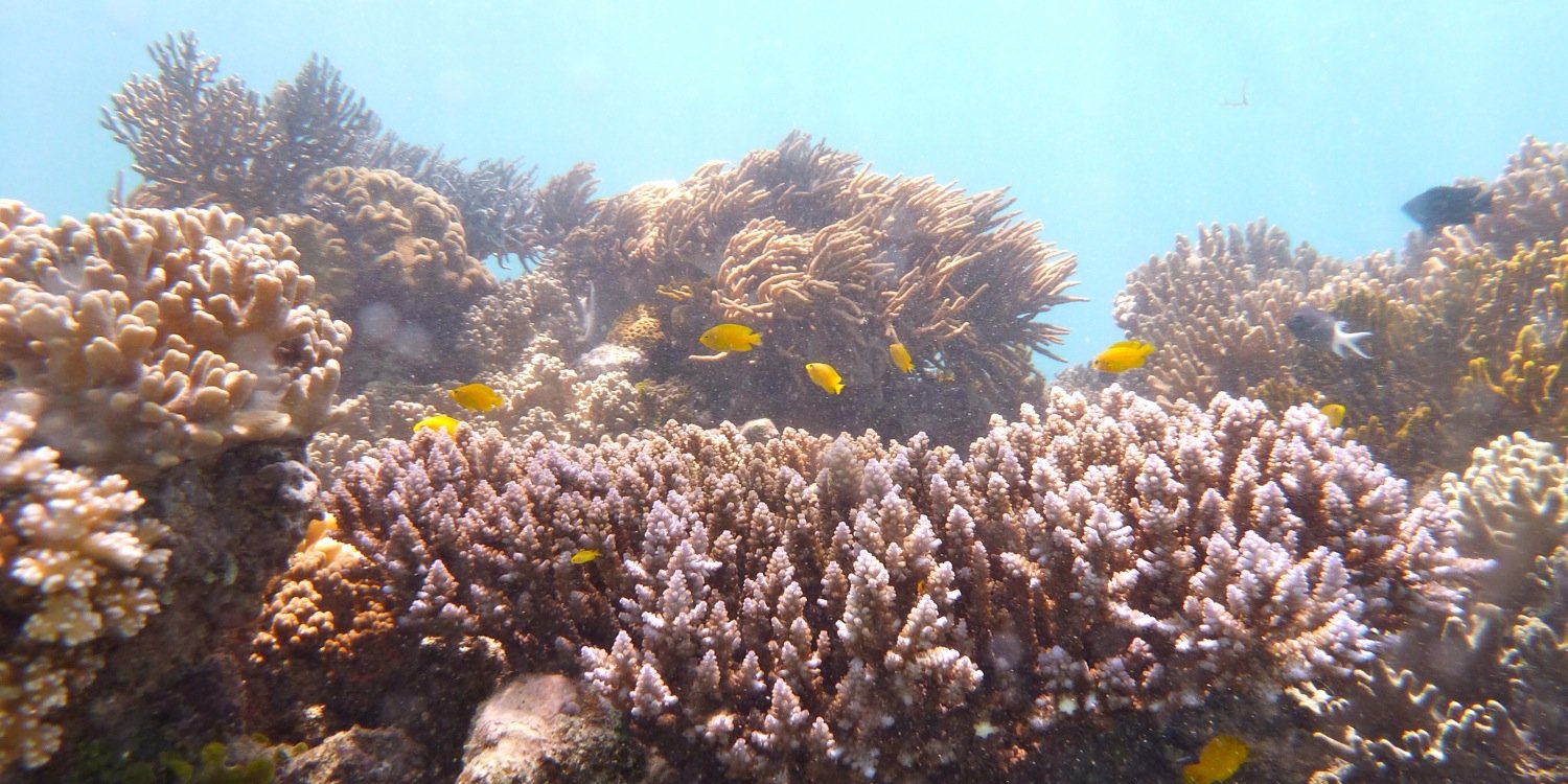 Like the Flower banner