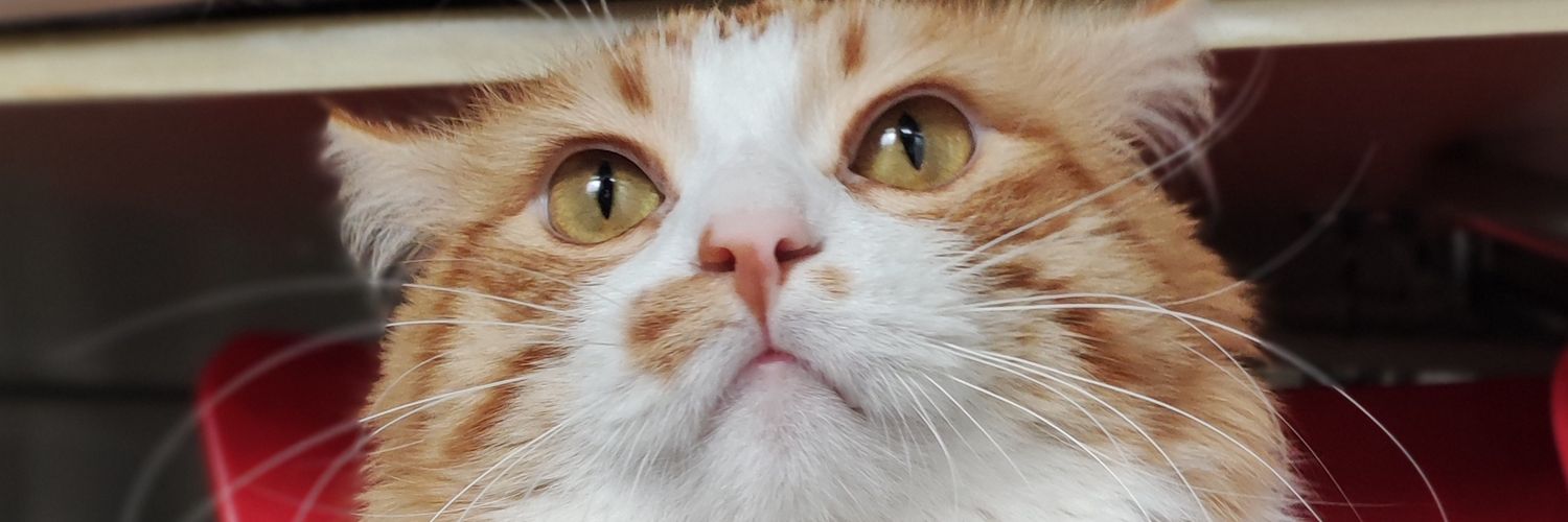 Ecedirr's profile banner image