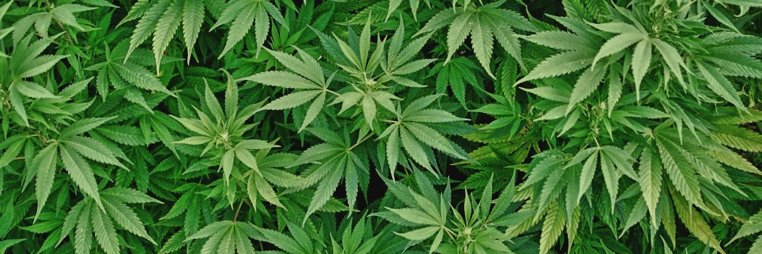 weedheart's profile banner image