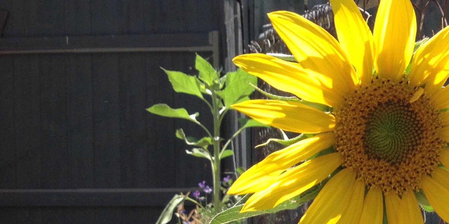 meusdsupt's profile banner image