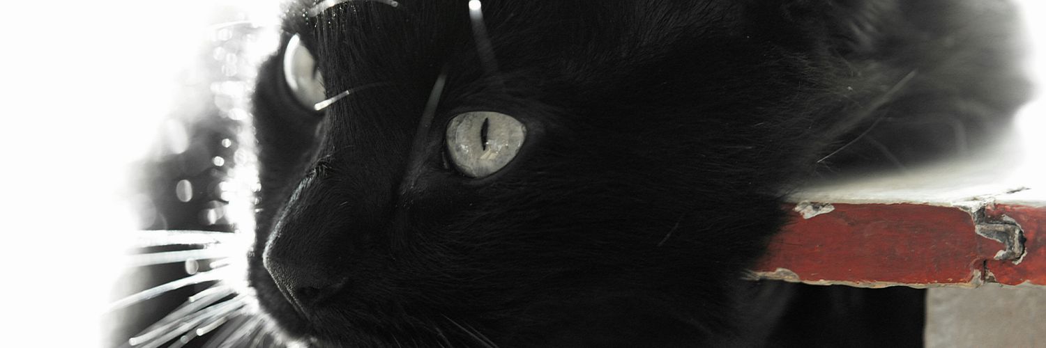 Nicolas_Morice banner