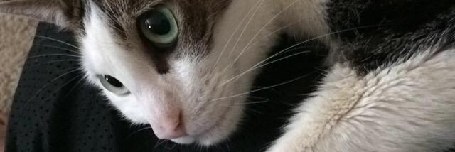 Julidos's profile banner image