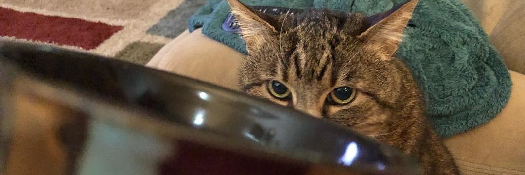 RachelTheHorton's profile banner image