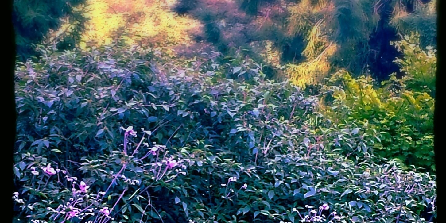 Meredith Forte banner