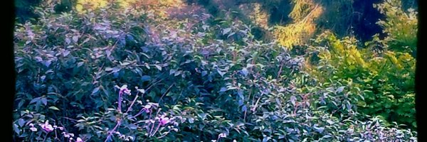 Mere_Forte Profile Banner