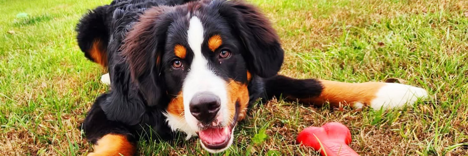 USADogTrainer's profile banner image