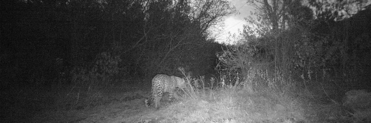 Rina S Khan Satti banner