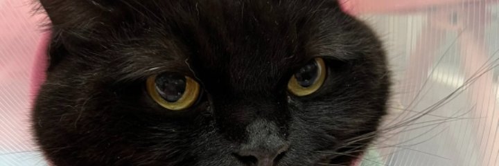 HaileyUkelele's profile banner image