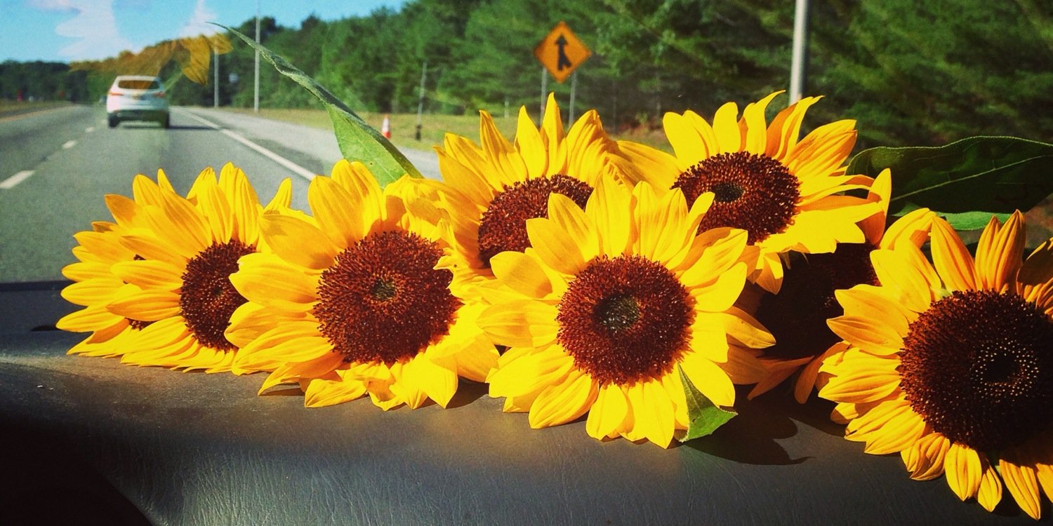 celinaWILDemann's profile banner image