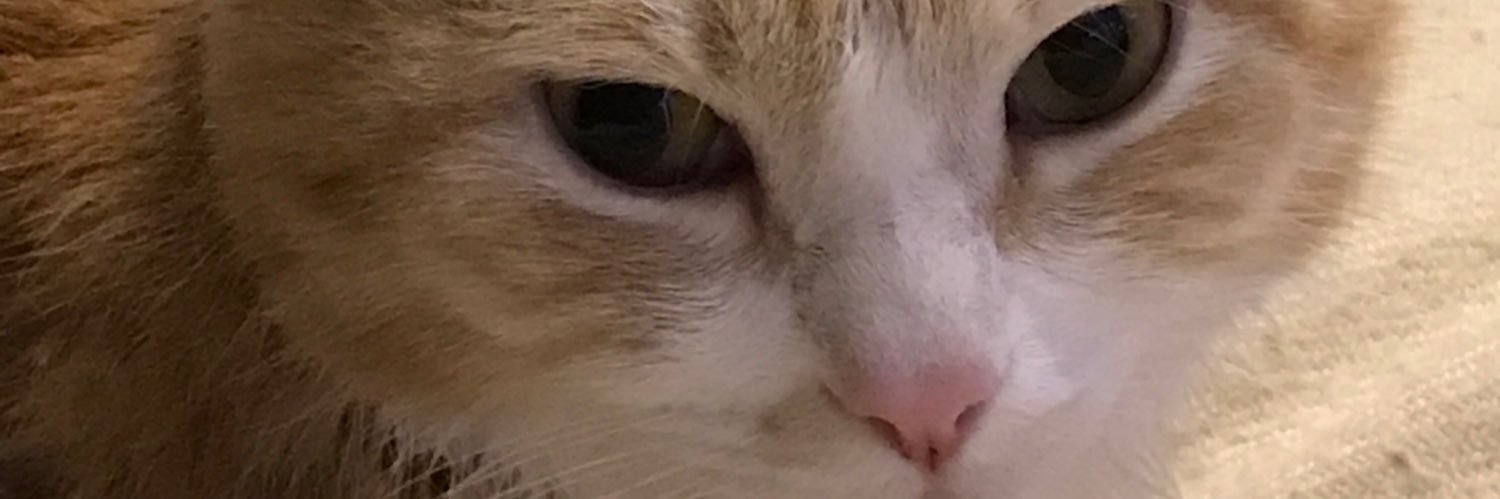 uyut_twit's profile banner image