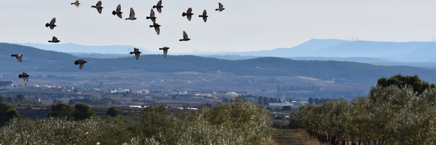Olioli-Biodinámico banner