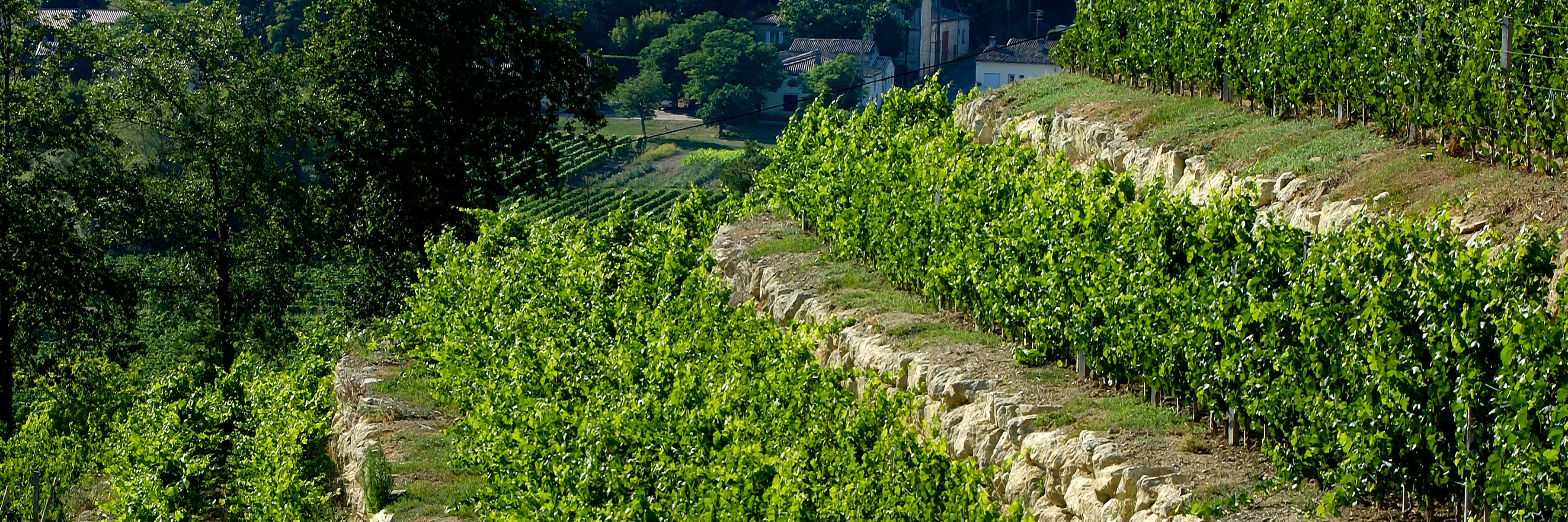 ChateauPressac's profile banner image