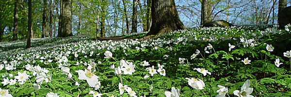 amffonder Profile Banner