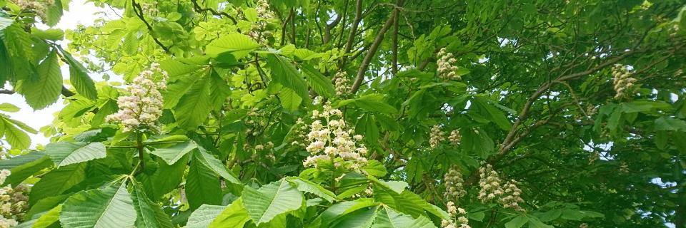 C_Raveney's profile banner image