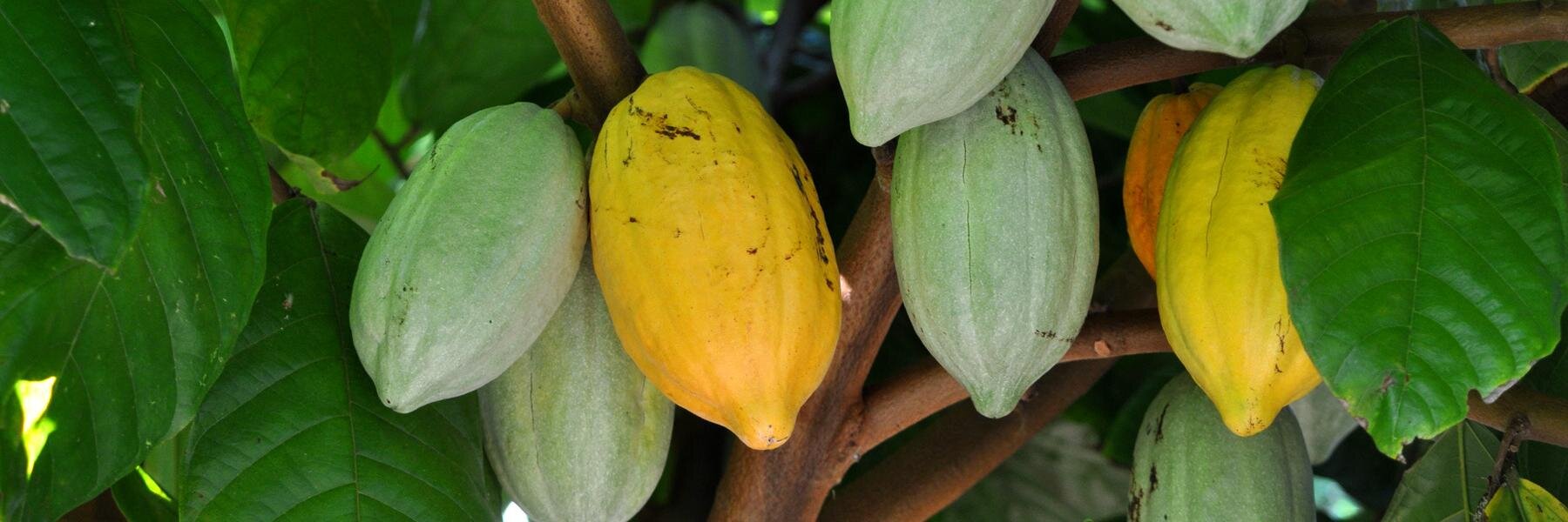 daintreeestates's profile banner image