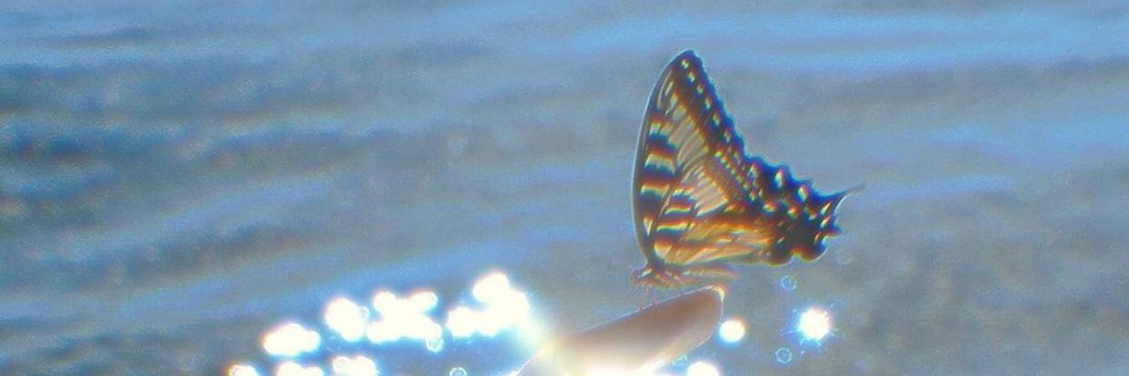 linsibaem_'s profile banner image