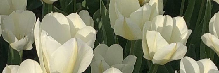 cherish_kk_'s profile banner image