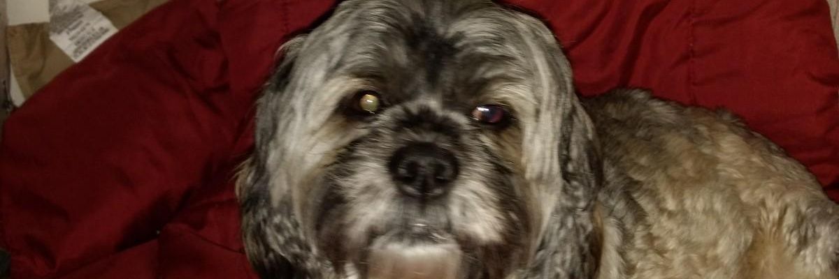 tevis_tevis's profile banner image