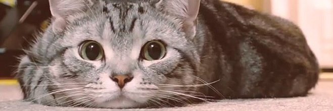 jyjunichi's profile banner image