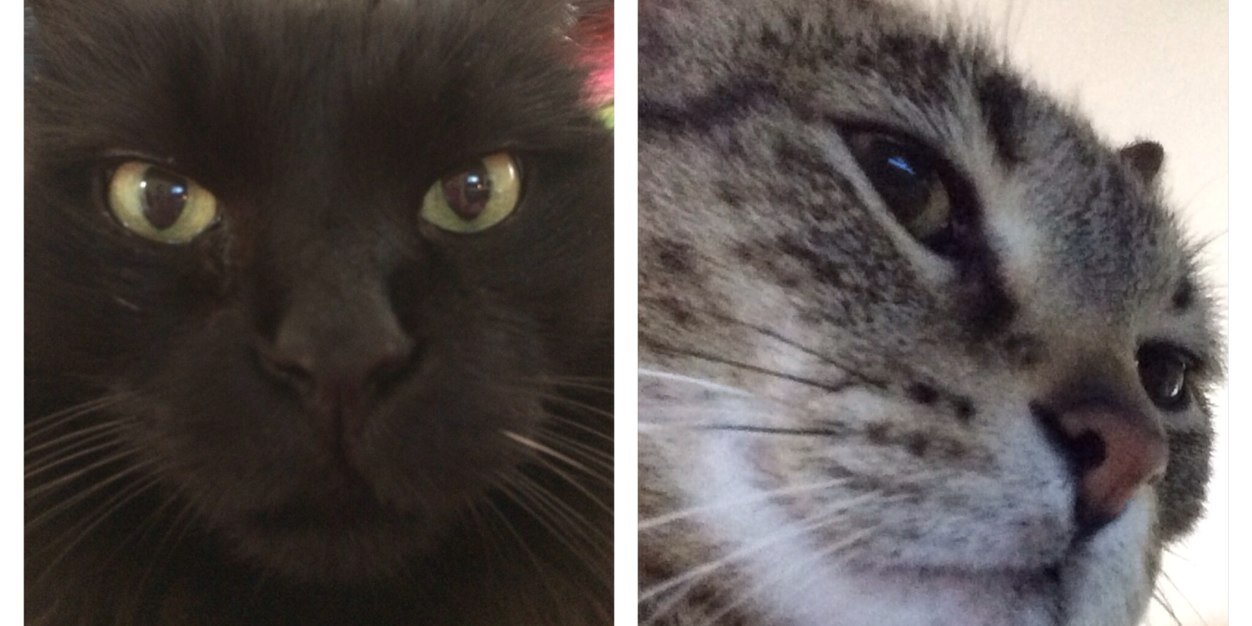 HousecatsofATL's profile banner image