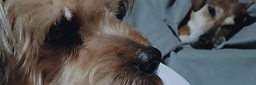 _vaiparaocrlh's profile banner image