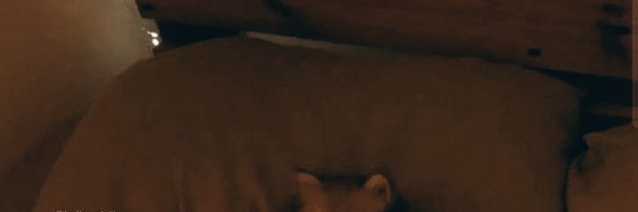 _spig0li_'s profile banner image