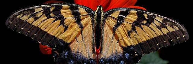 Teresa Dempsey banner