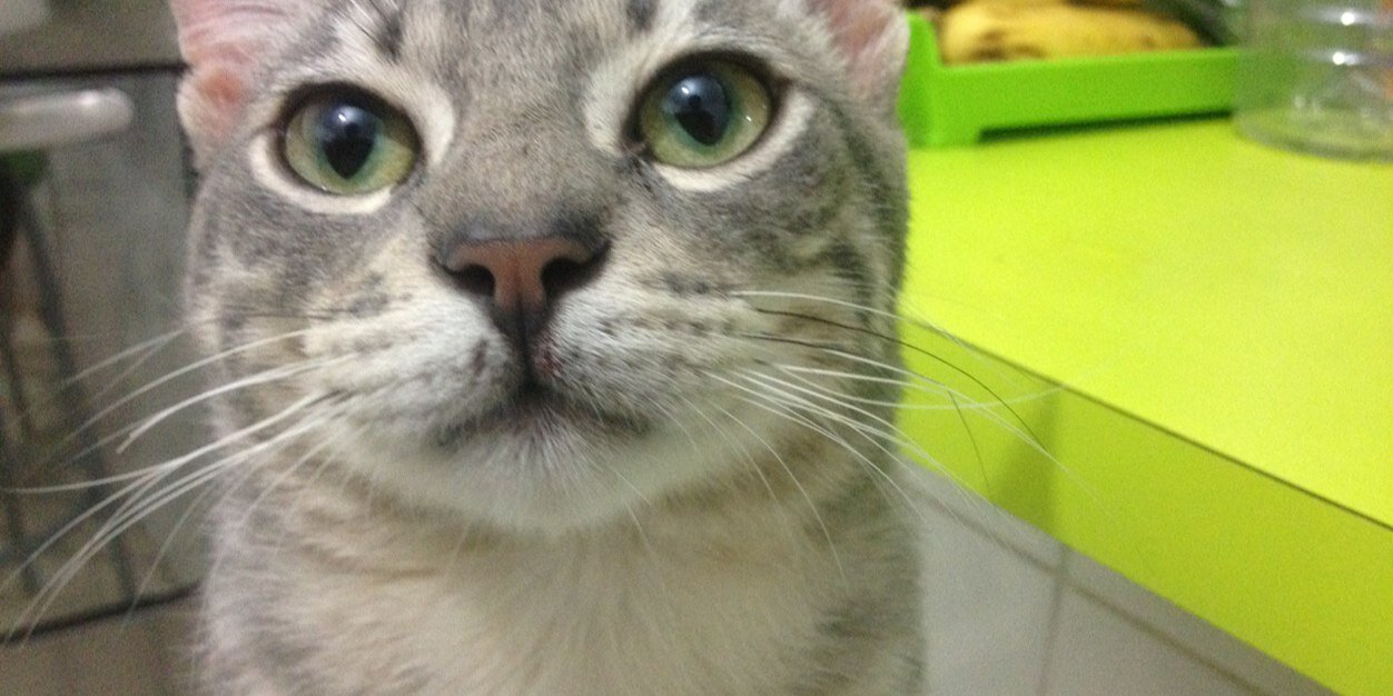solmesquit's profile banner image