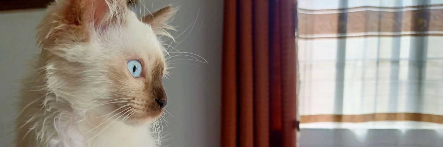 mrynlopez's profile banner image