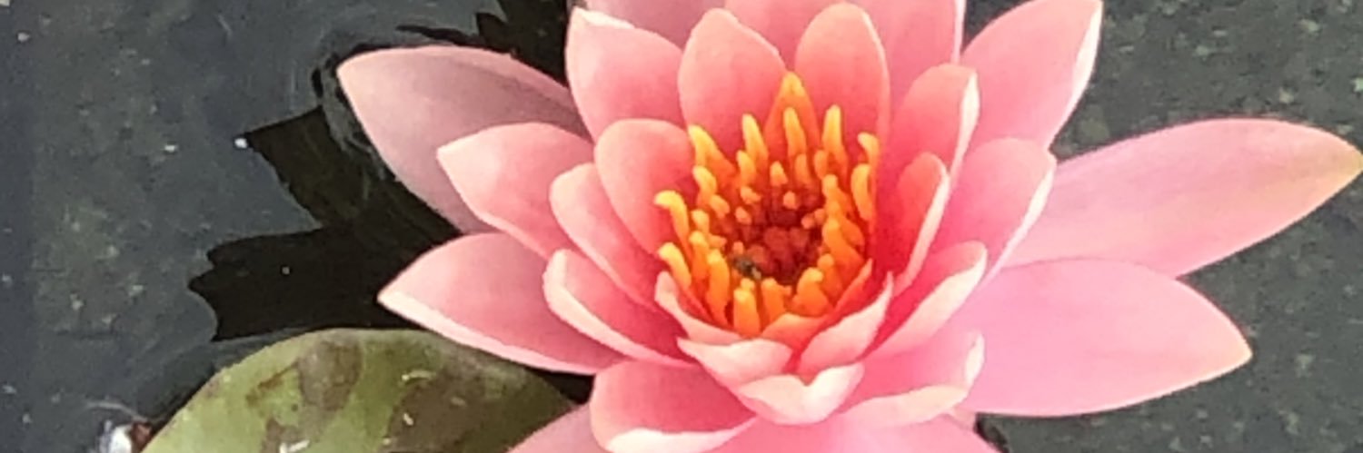 Flowersflow2014's profile banner image