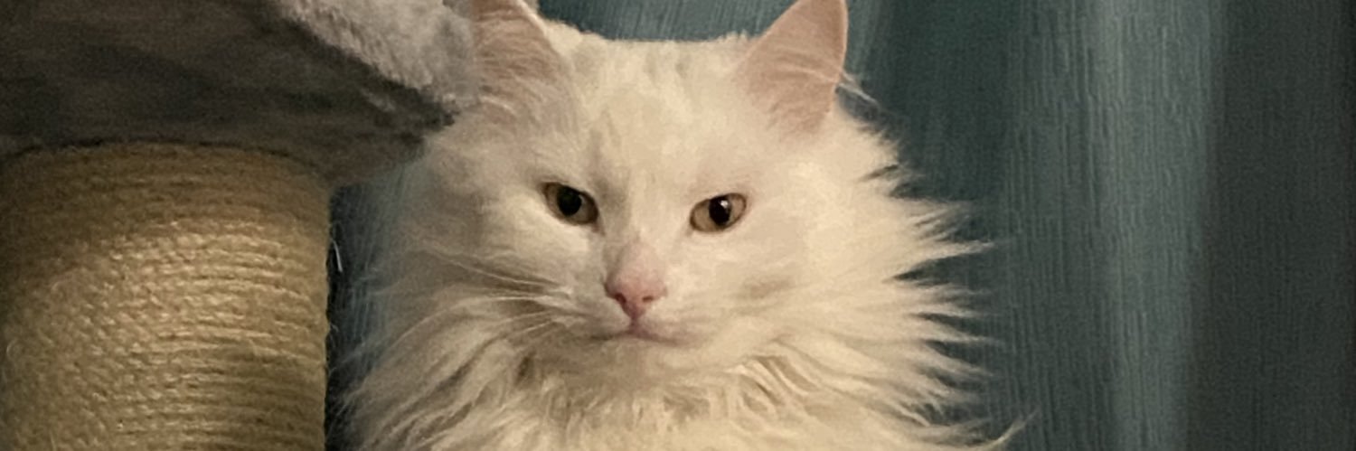 JaneLazar's profile banner image